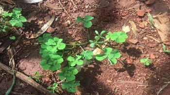 four leaf clovers growing on mud